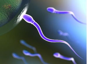 试管治疗：关注男性生殖健康，提升精子质量？