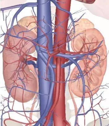 一篇搞定 肾血管疾病影像诊断