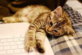 cat computer cute laptop notebook Favim. 