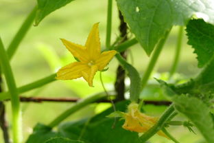 花朵蔬菜种子有哪些品种（花类蔬菜图片大全）