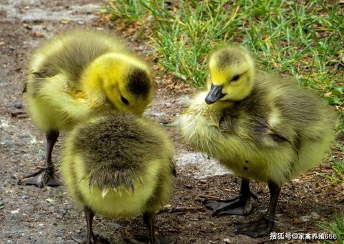 15天左右的小鹅为什么腿会瘸有什么药物可以预防和治疗请说的详细点...