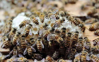 做好蜜蜂繁殖促进和控制工作的具体策略