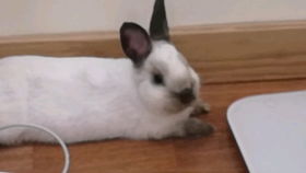你们见过剪指甲这么乖的兔兔吗