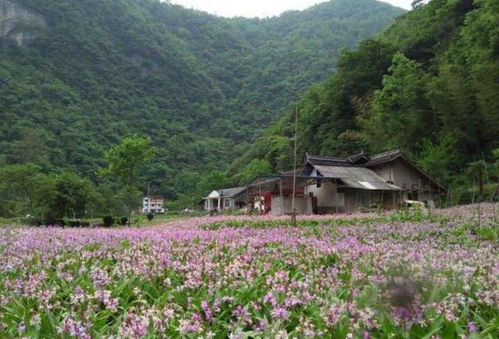 农村这种野菜,名字很江湖,长相奇特,农民砍它喂猪,却价值珍贵