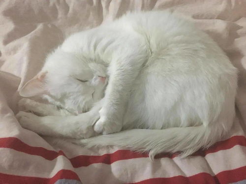 解密猫咪的睡姿,不同睡姿意义不同,你家猫是哪种