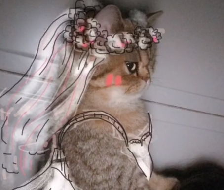 主人为猫咪 征婚 寻找另一半,给它 穿婚纱 后,它露出这表情