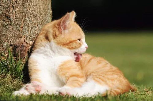猫咪吐毛球吃化毛膏有用吗
