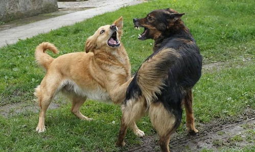 狗狗为什么要跟同类打架 是在相互玩闹 还是通过武力争夺资源