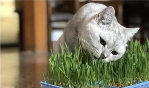 猫一次性吃太多猫草怎么办