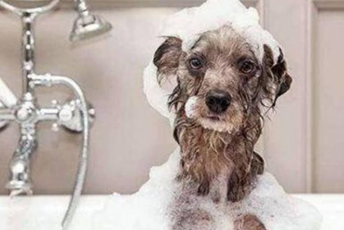 科学养宠 小狗出生几个月才能洗澡,5个细节问题很重要