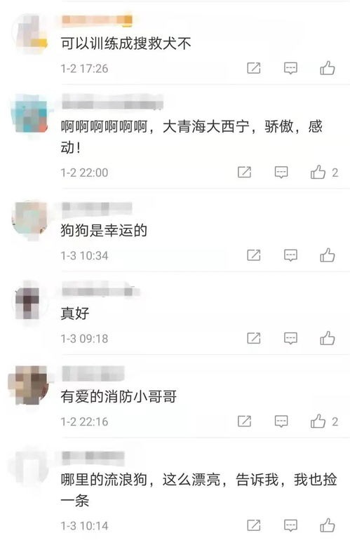 青海的一条流浪狗,上了热搜