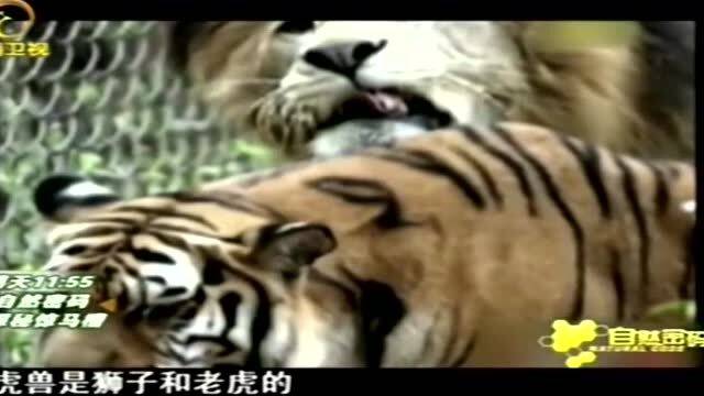 狮虎兽是狮子和老虎杂交后代,属猫科后代,珍贵程度不亚于大熊猫 