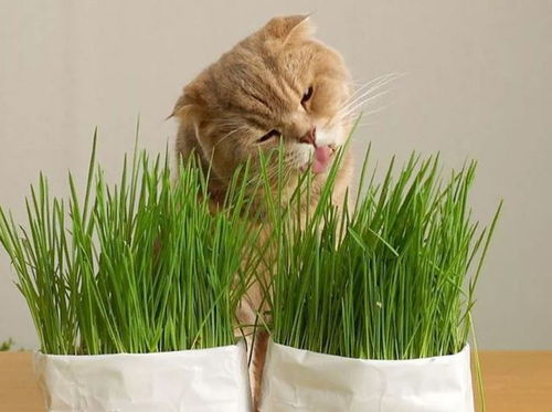 两个月的小猫会主动吃猫草吗 猫草有什么用
