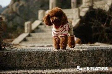 这七种 中国式遛狗 ,正在慢慢伤害狗狗,你还在做吗