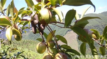 常见的油茶树如何高产种植 该怎样预防病害 有效提高油茶树产量 