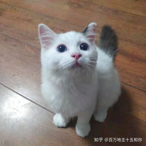 布偶猫小时候脸上纯白长大后会有面具吗 