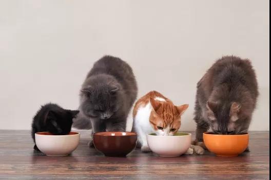 N23.七种可以帮助猫咪食欲大增的食物