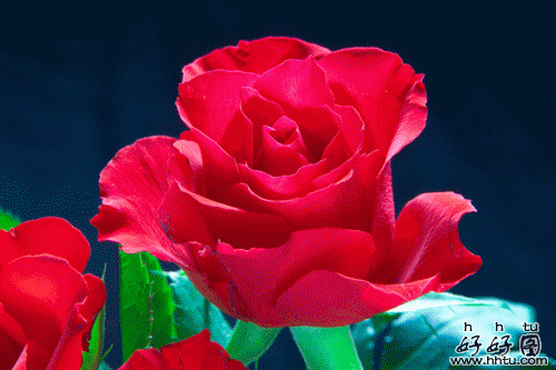 5月第二天,50朵玫瑰送给群里所有人 祝你们幸福快乐,永远健康