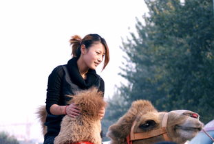 骑骆驼的女人们