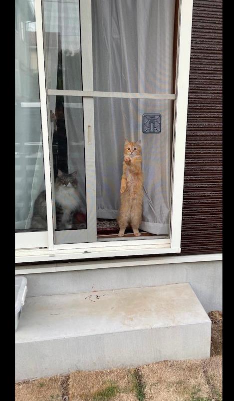 网友在和邻居聊天,猫咪趴在窗户上监视着 告诉你,别说我坏话哦