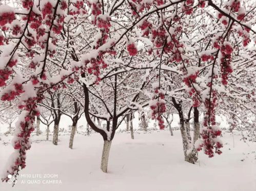 大雪过后,郑州人的美景后花园看这里......