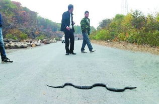 吉林蛇群横穿公路引恐慌 百米以内最少有六七十条蛇 