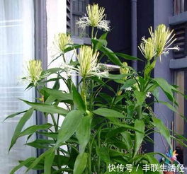 姐姐养了几年富贵竹,从来不黄叶,长到两米多,开花特漂亮 