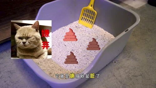 被误解的猫咪冷知识 