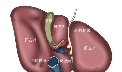 肝喜水,4种水和肝比较投缘,平时没事常喝,平肝火,让肝变好