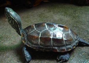 中华草龟寿命 草龟的寿命非常的长