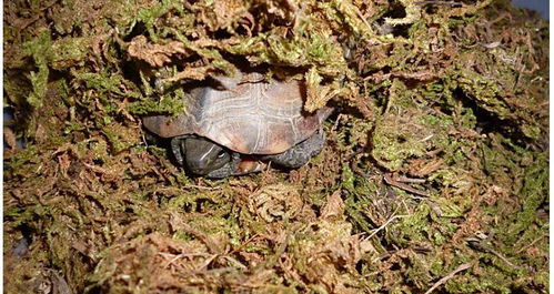 新手春季养龟易死的原因解析,春季养龟的注意事项