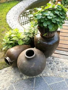 家里的大水缸就适合养花,装满水放在院子里,轻松打造一个小池塘