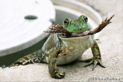 最惨入侵物种美洲牛蛙,吃成野外绝迹,唯一能见到的地方是菜市场