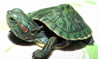 如何正确饲养巴西龟？