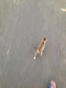 有一只小流浪猫一直跟着我走,怎么办 
