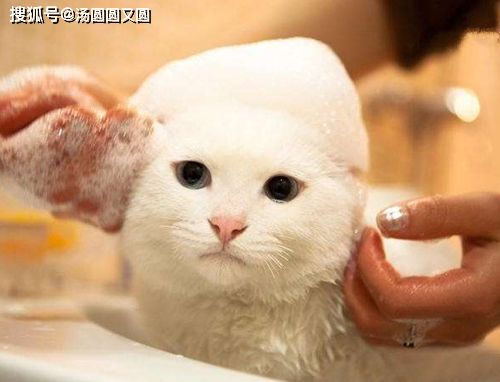 猫要美毛是不是吃猪肝,能不能给猫吃生猪肝 