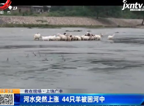 河水突然上涨,44只羊被困河中 