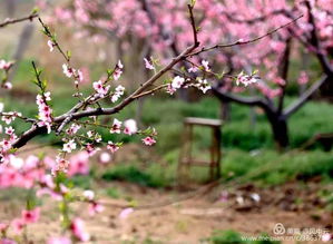 十里桃花，为情深浓