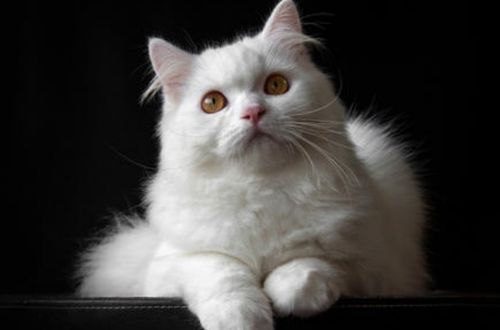 洛雨解梦 梦到猫象征着什么 黑猫和白猫分别有什么特殊意义
