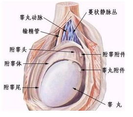 慢性附睾炎的症状你知道吗