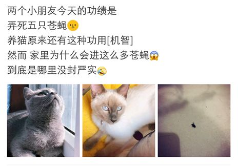 我们一起学猫叫,一起喵喵喵喵 