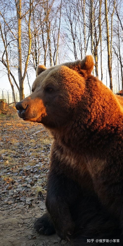 俄罗斯的人真的可以养熊嘛 