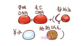 胎儿dna(胎儿能否做DNA)