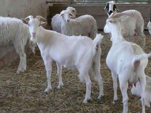 澳洲白山羊苗的价格澳洲白山羊价格行情走势