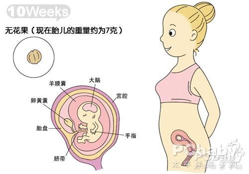 怀孕第三周时胎儿发育情况