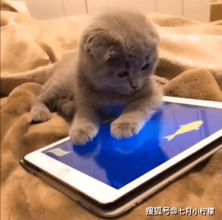 猫咪3个月没吃鱼了,看到手机屏幕里的鱼,终于忍不住下手了