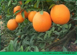 橙子和橘子有什么区别（橙子和橘子是一样的吗）