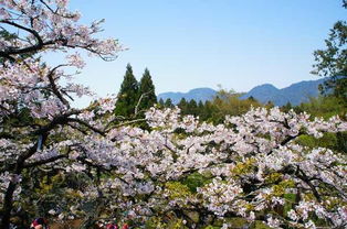 2014 03 21台中阿里山 日月潭 清境樱花游 上集图片 