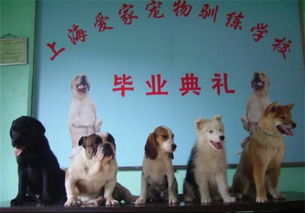 上海最好的训犬学校 具体点 