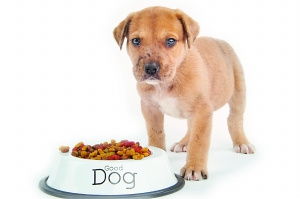 狗狗一天吃多少顿,一天吃多少狗粮呢